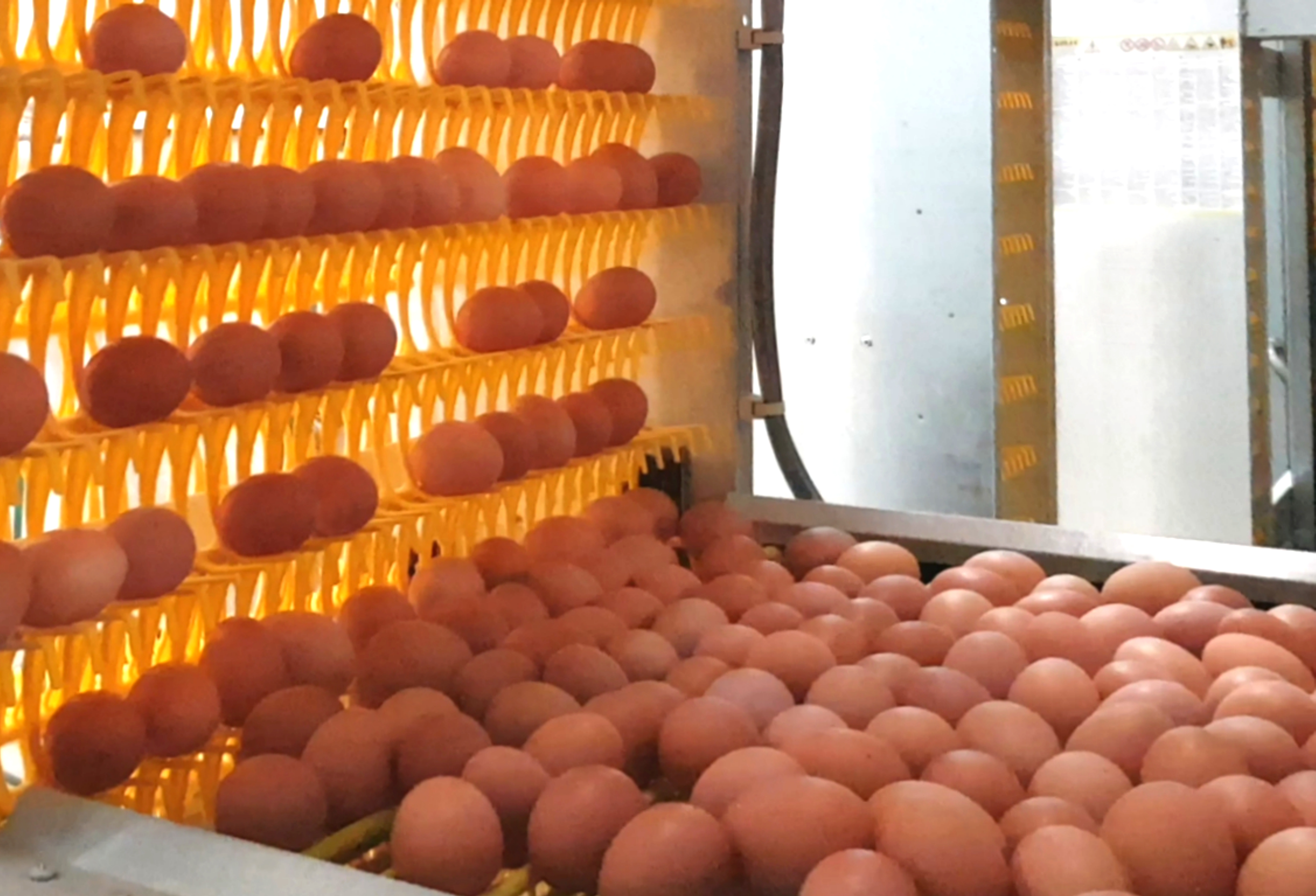 portfolio item image