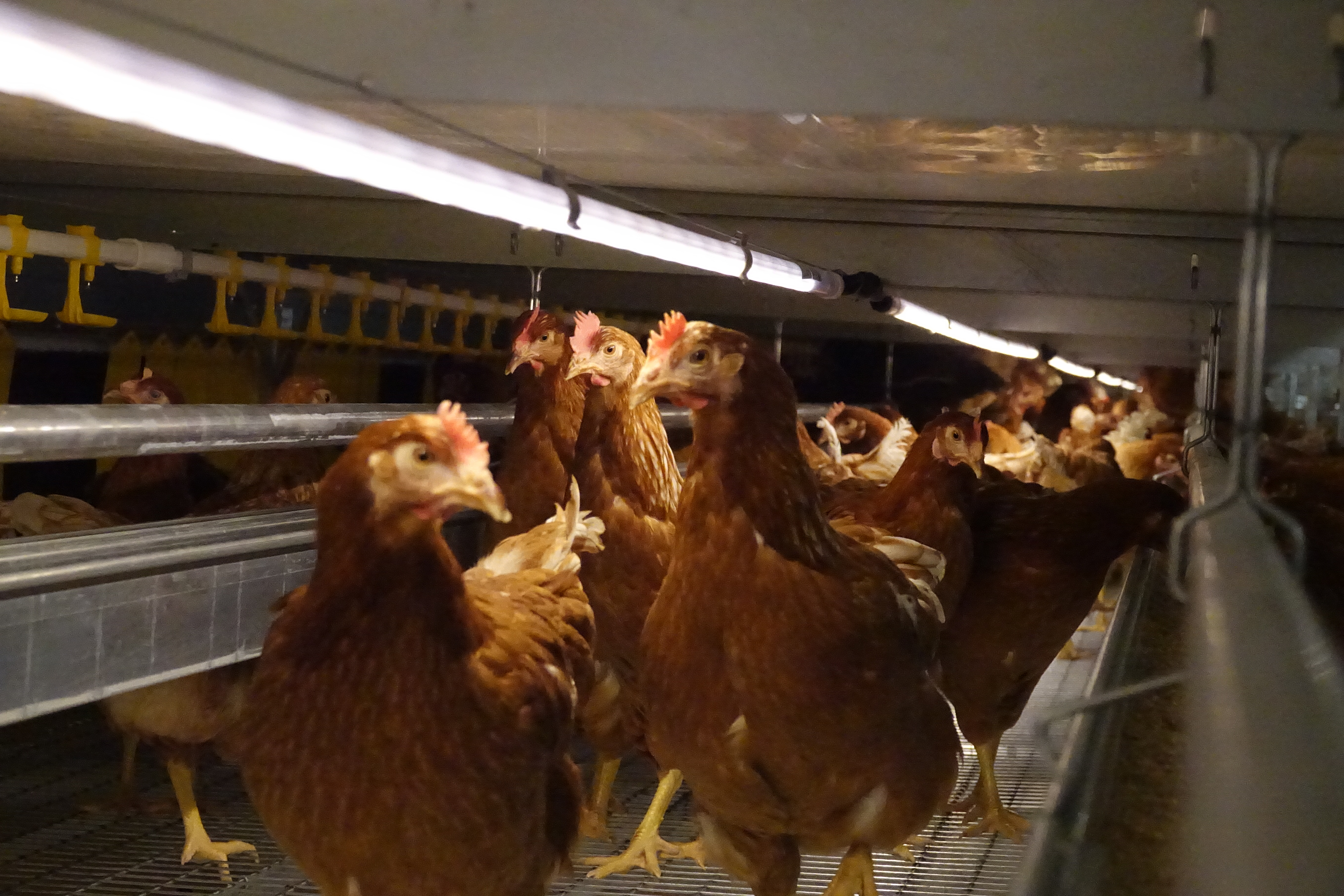 portfolio item image