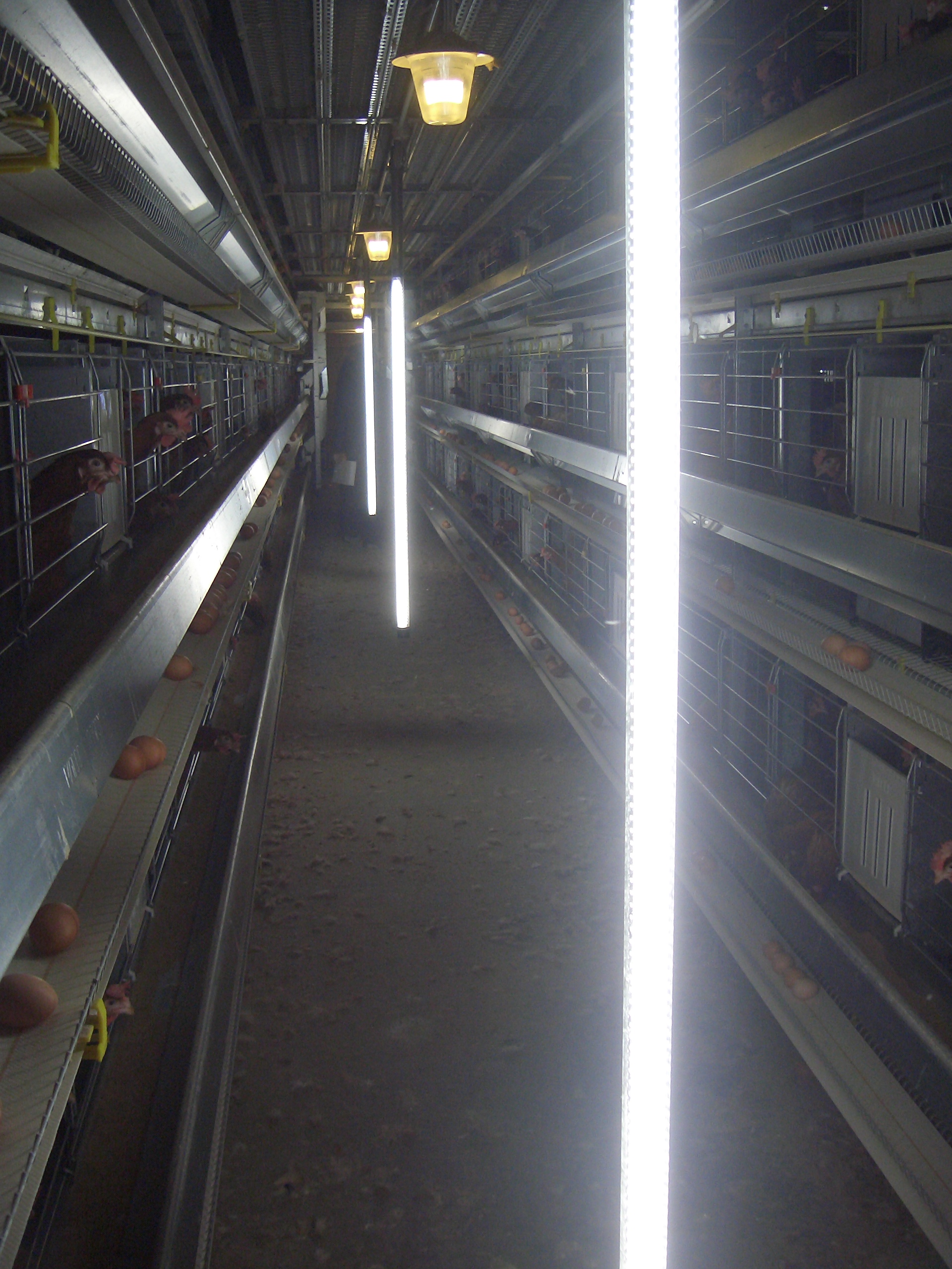 portfolio item image