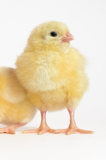 team member portrait