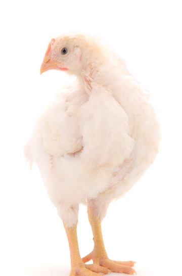 team member portrait